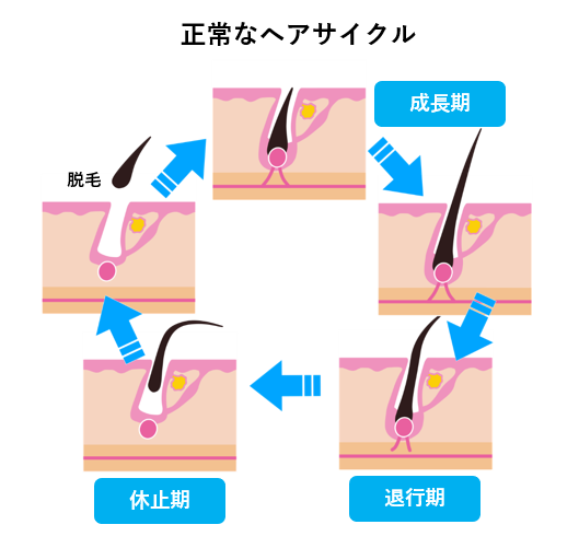 正常なヘアサイクル